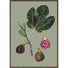 Green Fig Art Print – A4