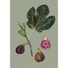 Green Fig Art Print – A4