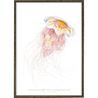 Red Lion's Mane Jellyfish Art Print – A4