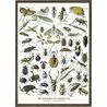 Insects Art Print – A4