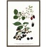 Blackberry Art Print – A4
