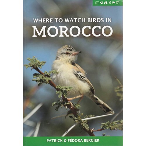 Where to watch birds in Morocco