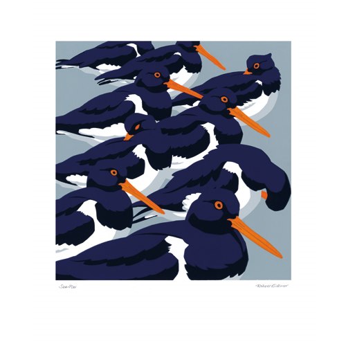 Robert Gillmor Greeting Card – Sea-Pies (Oystercatchers)