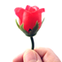 Rose Surprise