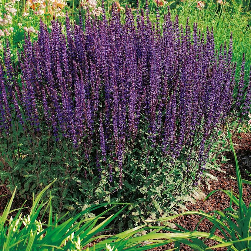 En fint blommande Stäppsalvia med mörkt blå/lila blommor.