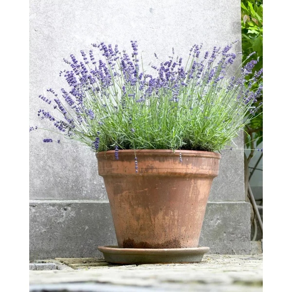 En vacker lavendel i kruka