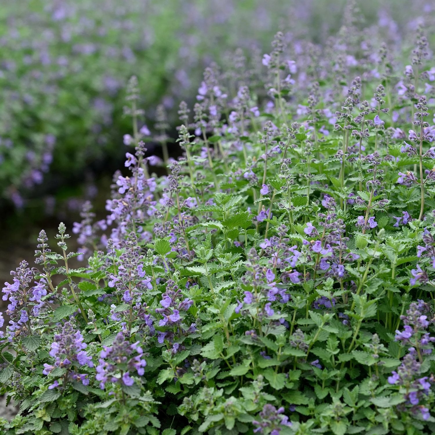 En vacker, blommande kantnepeta
