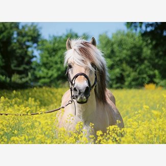 500 bitar - White horse