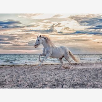 500 bitar - Evening gallop