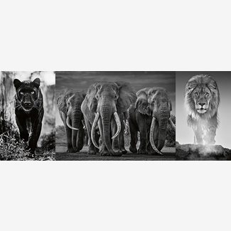 1000 bitar - Black white animals