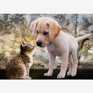 500 bitar - Kitten and Puppy
