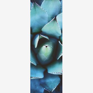 1000 bitar - Alan Shapiro, Blue echeveria