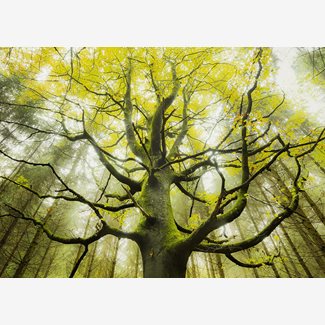 1000 bitar - Stefan Hefele, Dream tree