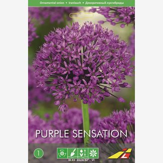 Allium Purple Sensation