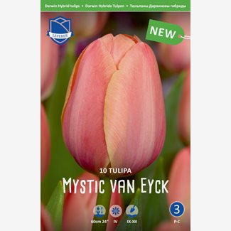 Tulpan, Darwin, Mystic van Eyck