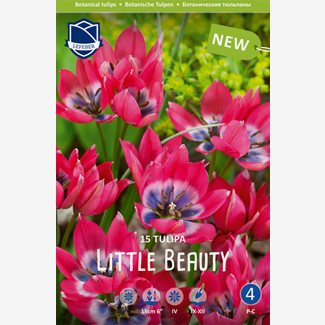 Tulpan, Botanisk, Little beauty