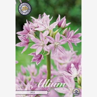 Allium Eros