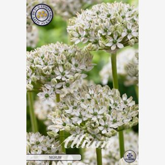Allium Nigrum