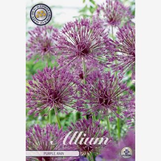 Allium Purple Rain