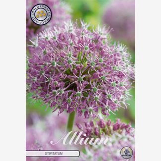 Allium Stipitatum