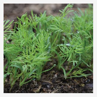 Dill, Blad-, Bouquet