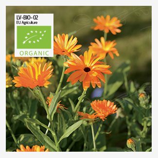Ringblomma, Organic