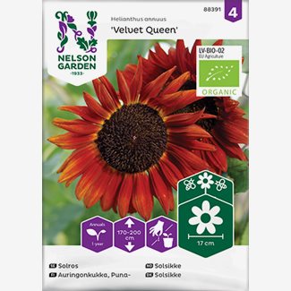 Solros, Velvet Queen - Organic