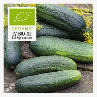 Gurka, frilandsgurka, Profi F, Organic