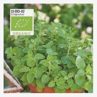 Oregano, Kungsmynta, Organic