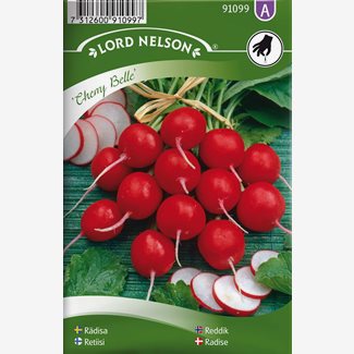Rädisa, Cherry Belle, rund