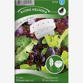 Sallat, Baby Leaf, mix, Såband