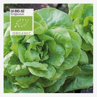 Sallat, Huvud-, Matilda - Organic
