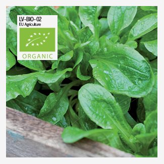 Sallat, vintersallat, Mache, vit, Organic