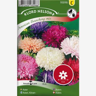 Aster, Busk, Amerikansk