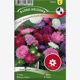 Aster, Dvärg, bl färger