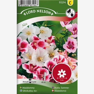 Atlasblomma, bl färger