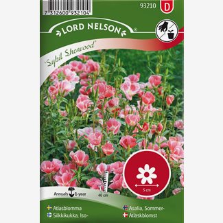 Atlasblomma, Sybil Sherwood, rosa