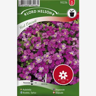 Aubrietia, Red Cascade