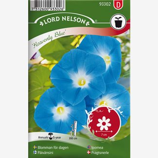 Blomman för dagen, Heavenly Blue