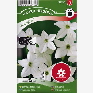 Blomstertobak, Stor-, Grandiflora, vit