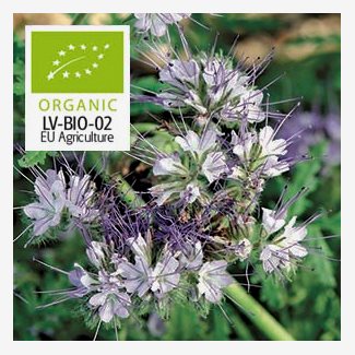 Honungsfacelia, blå, Organic