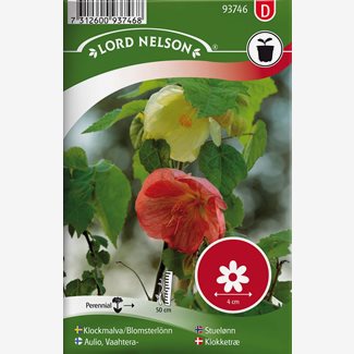 Klockmalva / Blomsterlönn, bl färger