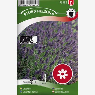 Lavendel