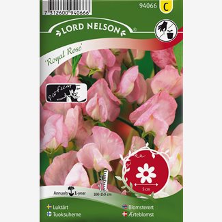 Luktärt, Royal Rose, rosa