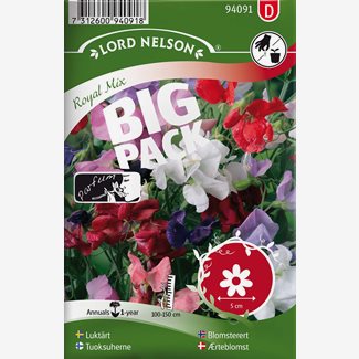 Luktärt, Royal, bl.färger. Big Pack