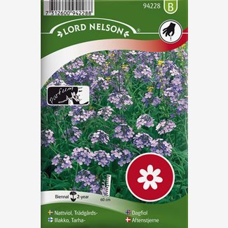 Nattviol, Trädgårds-, violett