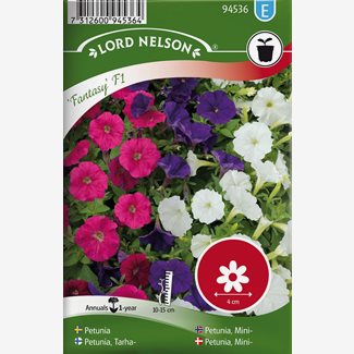 Petunia