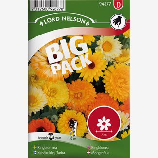 Ringblomma, bl färger, Big Pack