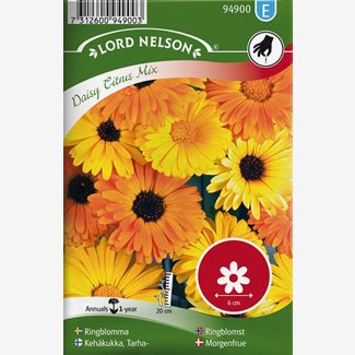 Ringblomma, Daisy Citrus Mix, låg