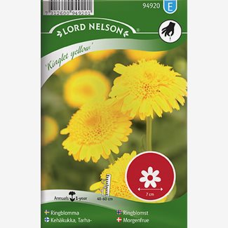 Ringblomma, Kinglet Yellow